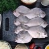 Silver belly Fish, Kara Podi Meen