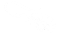 prawns shell fish