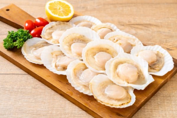 scallop meat shell fish