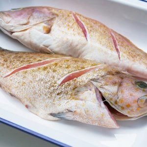 grouper fish full
