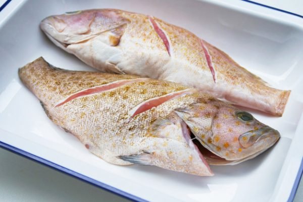 grouper fish full