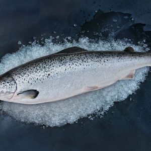 Atlantic Salmon / அட்லாண்டிக் சால்மன்