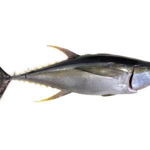 YellowFin Tuna Fish ( Boneless) /  கேரை மீன்