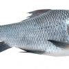 Catla / கட்லா மீன்