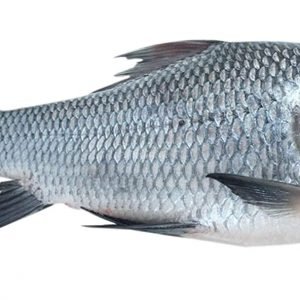 Catla / கட்லா மீன்