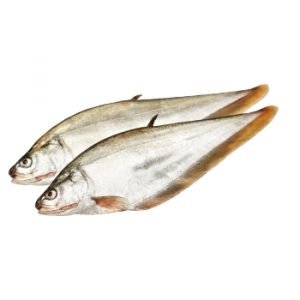 Foli Fish / Bronze Featherback Fish
