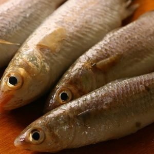 Grey Mullet / மடவா மீன்