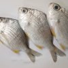 Paiya Fish/ Prachil