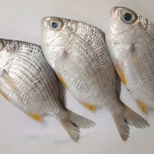 Paiya Fish/ Prachil