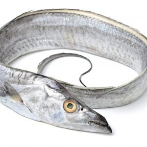Ribbon Fish / வாளை மீன்