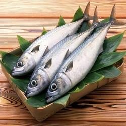 Indian Scad Fish / முண்டகன்னி பாறை