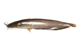 Singhi Fish