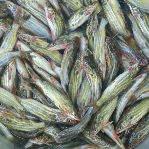 Tengra Fish / டெங்க்ரா மீன்