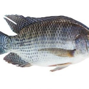 Tilapia Fish /  ஜிலேபி மீன்