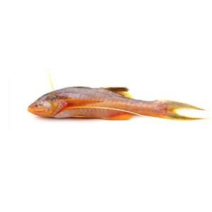 Topse Fish